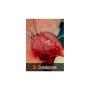 Vetpills “Técnicas quirúrgicas imprescindibles” -5 (cistotomías)