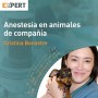 Programa Expert en Anestesia en animales de compañía