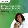 Dermatología felina: los pilares de la piel
