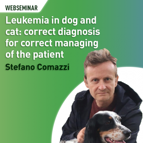 Leukemia in dog and cat: correct diagnosis for correct managing of the patient