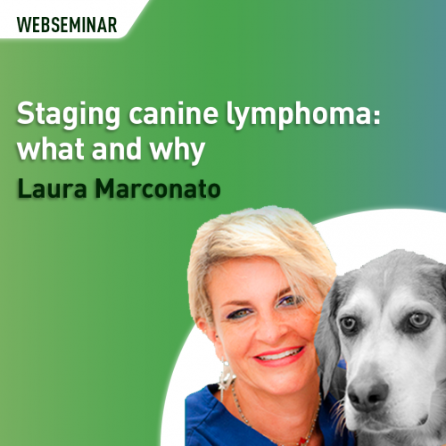 Staging canine lymphoma: what and why
